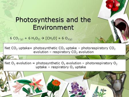 Photosynthesis and the Environment 6 CO 2 (g) + 6 H 2 O (l)  [CH 2 O] + 6 O 2(g) Net CO 2 uptake= photosynthetic CO 2 uptake – photorespiratory CO 2 evolution.