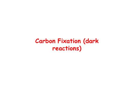 Carbon Fixation (dark reactions)