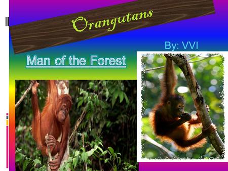 Orangutans By: VVI. Introduction Scientific name is arboreal and pongidae They are in the ape family They are related to humans People call them the red.