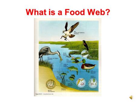 What is a Food Web?.