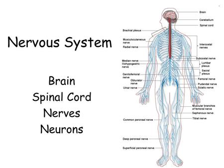 Nervous System Brain Spinal Cord Nerves Neurons. Communication between cells through nerve signals.