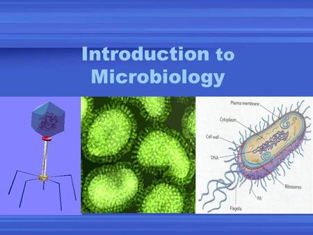 Introduction to Microbiology. Microbiology Study of microscopic (living ) things E.g. viruses, bacteria, algae, protists, fungi.