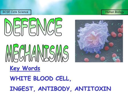 DEFENCE MECHANISMS Key Words WHITE BLOOD CELL,