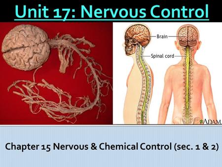 Chapter 15 Nervous & Chemical Control (sec. 1 & 2)