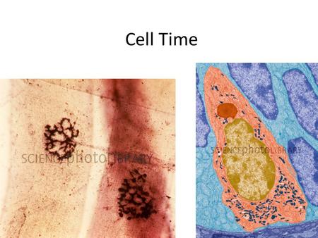 Cell Time 9/17 Outline Quick History Quick Microscopy Organelle Overview –focus on protein production today HW: Read and outline Chapter 4 HW: Bozeman.