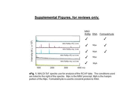 Supplemental Figures, for reviews only. MNV RdRp RNA Formadehyde MNV RdRp+ PS, X-link MNV RdRp+ Hp, X-link MNV RdRp+ PS, no X-link MNV RdRp+ Hp, no X-link.