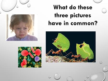 What do these three pictures have in common?. 11.1: ANTIBODY PRODUCTION & VACCINATION.