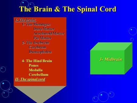 The Brain & The Spinal Cord I- The brain: 1- The Meninges: Dura Matter Dura Matter Arachinoid Matter Arachinoid Matter Pia Matter Pia Matter 2- The forebrain.