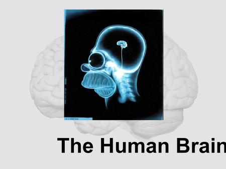 The Human Brain.