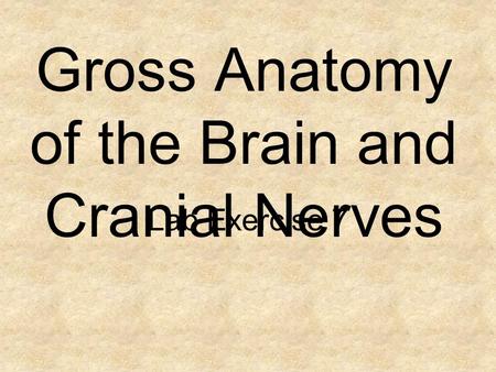 Gross Anatomy of the Brain and Cranial Nerves Lab Exercise 7.