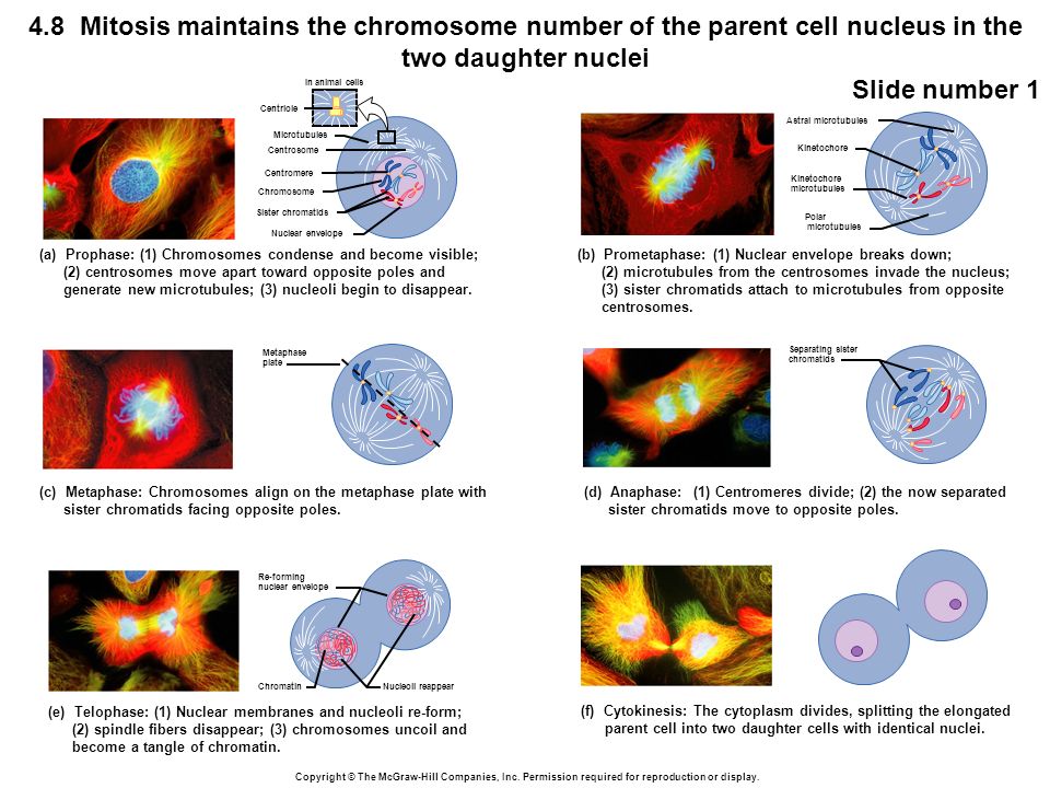 The Mitotic Phase And The G0 Phase Biology LibreTexts 45 OFF Biology Diagrams