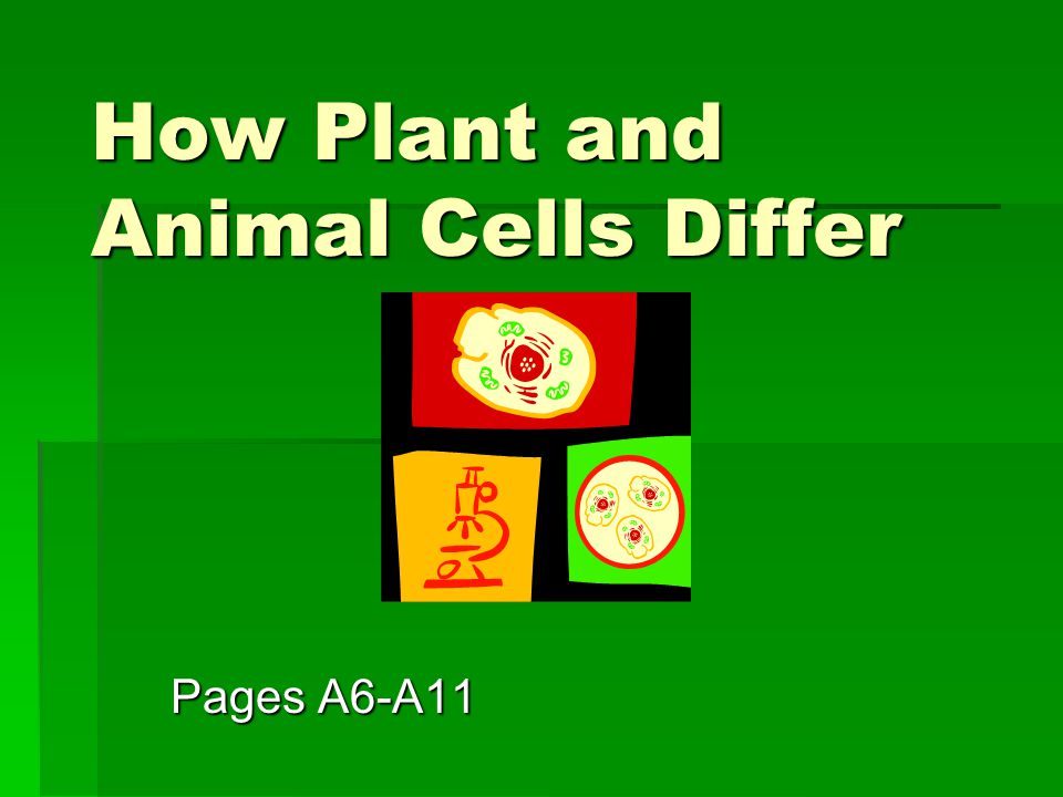 How Plant and Animal Cells Differ - ppt video online download How Plant and Animal Cells Differ - ppt video online download