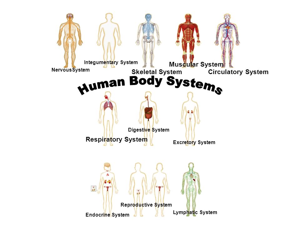 How does the skeletal system work with the lymphatic system Human Body Systems Muscular System Skeletal System Circulatory System Ppt Video Online Download