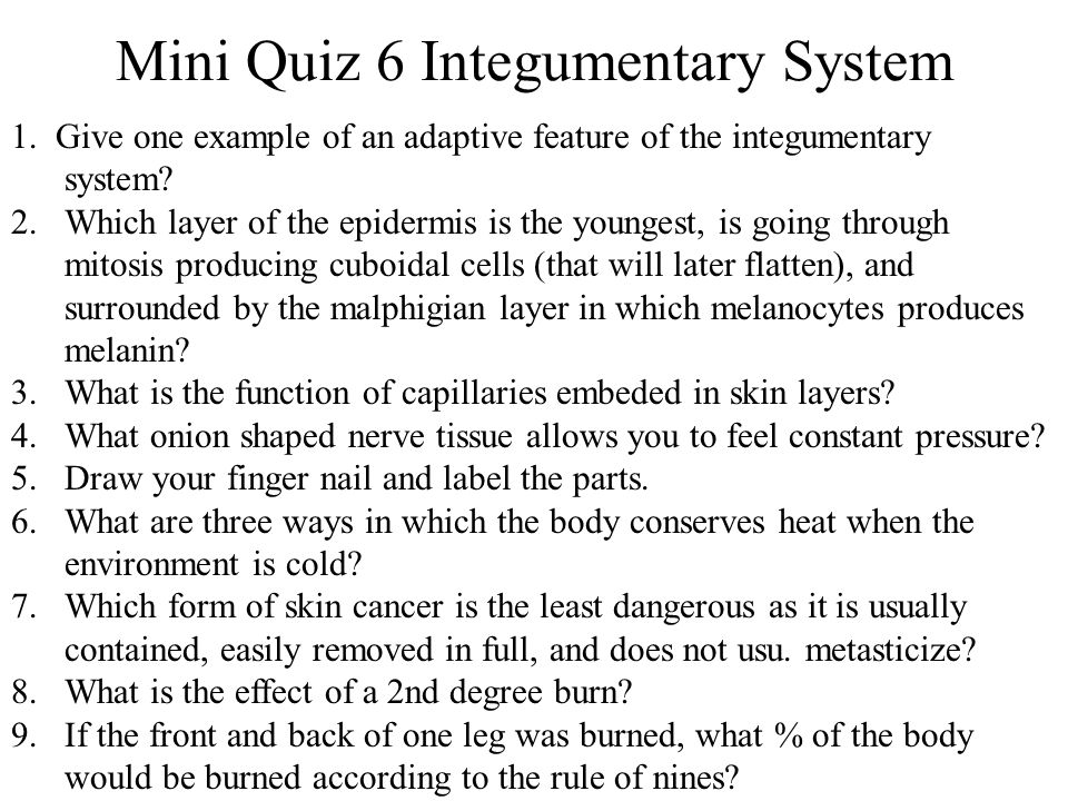 Mini Quiz 6 Integumentary System - ppt video online download