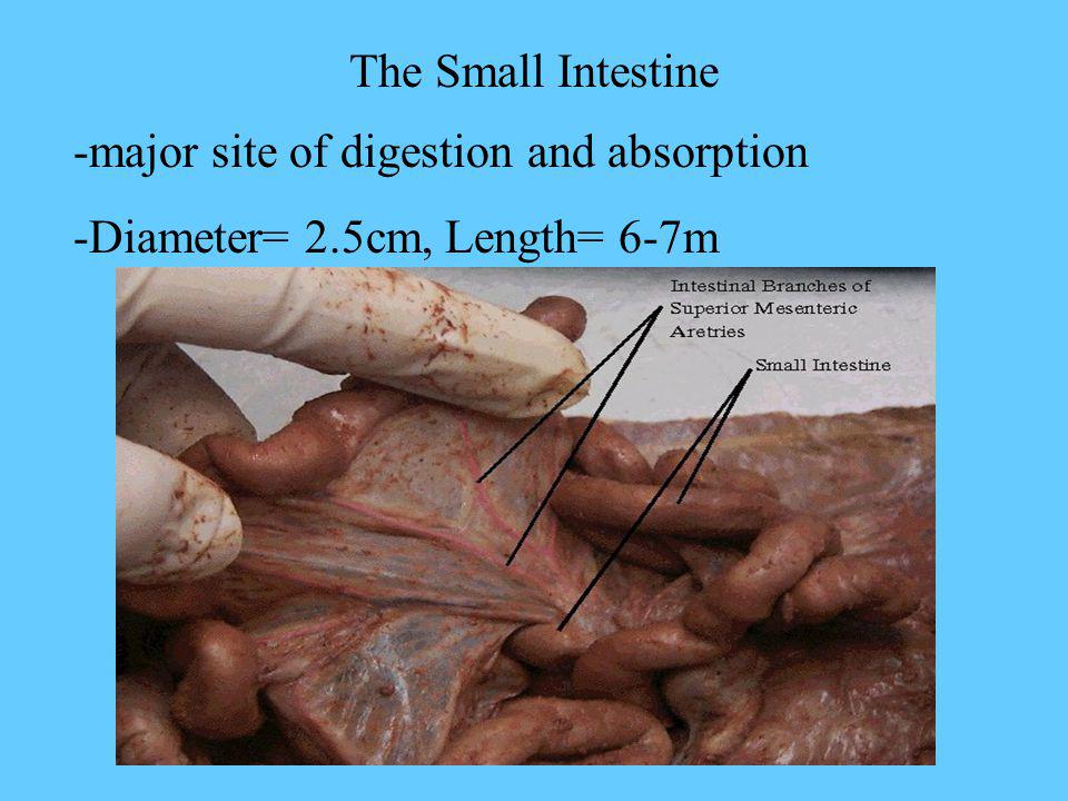 How Long Are Your Intestines? Length of Small and Large Intestines