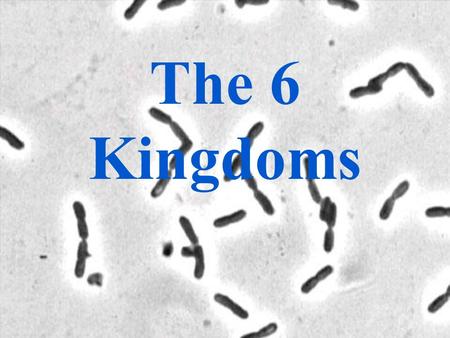 The 6 Kingdoms.