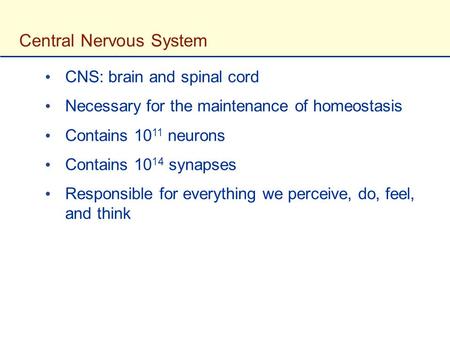 Central Nervous System CNS: brain and spinal cord Necessary for the maintenance of homeostasis Contains 10 11 neurons Contains 10 14 synapses Responsible.
