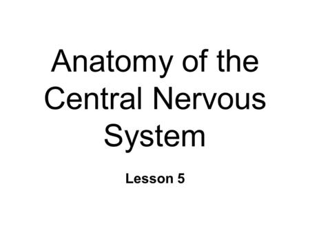 Anatomy of the Central Nervous System Lesson 5. Functional Anatomy: CNS n Major Divisions l Forebrain, Midbrain, Hindbrain l Know structure *name, location.