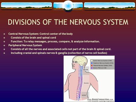 DIVISIONS OF THE NERVOUS SYSTEM  Central Nervous System: Control center of the body  Consists of the brain and spinal cord  Function: To relay messages,