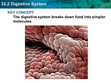 Several digestive organs work together to break down food.