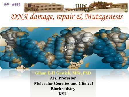 Gihan E-H Gawish, MSc, PhD Ass. Professor Molecular Genetics and Clinical Biochemistry KSU 10 TH WEEK DNA damage, repair & Mutagenesis.