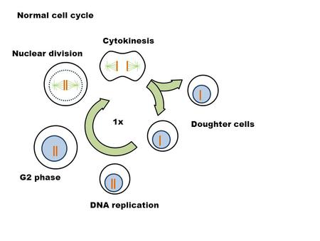 Normal cell cycle DNA replication Doughter cells G2 phase Nuclear division Cytokinesis 1x.