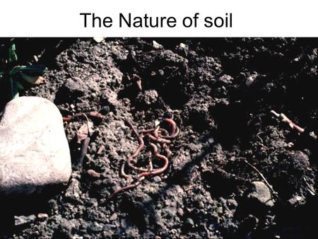 The Nature of soil. Dirt is what you find under your fingernails. Soil is what you find under your feet. Think of soil as a thin living skin that covers.