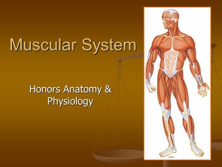 Muscular System Honors Anatomy & Physiology. Skeletal, Smooth, or Cardiac? SKELETAL Striated Voluntary Multinucleated Bound to bones to move skeleton.