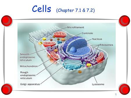 Cells (Chapter 7.1 & 7.2) 1 Introduction to Cells Cells are the basic units of organisms Cells can only be observed under microscope Basic types of cells: