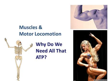 2006-2007 Muscles & Motor Locomotion Why Do We Need All That ATP?