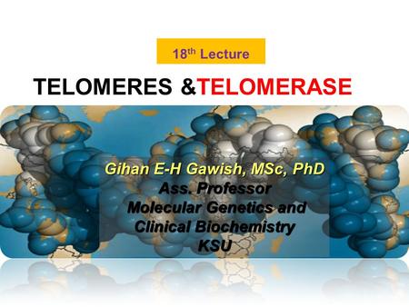 TELOMERES &TELOMERASE 18 th Lecture Gihan E-H Gawish, MSc, PhD Ass. Professor Molecular Genetics and Clinical Biochemistry Molecular Genetics and Clinical.