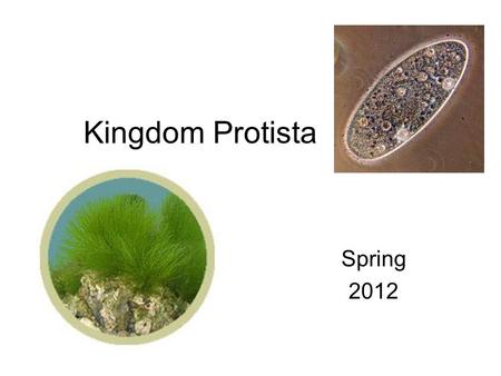Kingdom Protista Spring 2012.