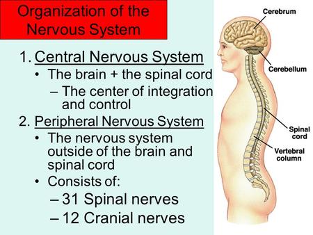 Organization of the Nervous System 1.Central Nervous System The brain + the spinal cord –The center of integration and control 2.Peripheral Nervous System.