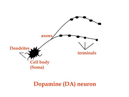 Dopamine (DA) neuron Cell body (Soma) terminals axons Dendrites.