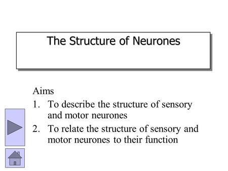 The Structure of Neurones Aims 1.To describe the structure of sensory and motor neurones 2.To relate the structure of sensory and motor neurones to their.