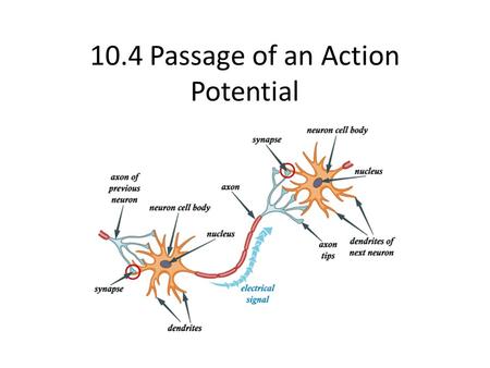 10.4 Passage of an Action Potential