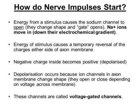 How do Nerve Impulses Start? Energy from a stimulus causes the sodium channel to open (they change shape and “gate” opens). Na+ ions move in (down their.