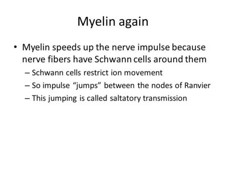 Myelin again Myelin speeds up the nerve impulse because nerve fibers have Schwann cells around them – Schwann cells restrict ion movement – So impulse.