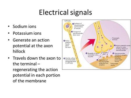 Electrical signals Sodium ions Potassium ions Generate an action potential at the axon hillock Travels down the axon to the terminal – regenerating the.