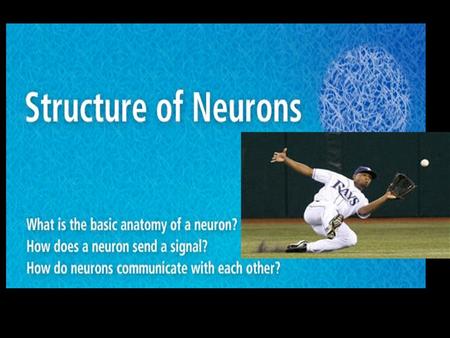 As the stimulus grows stronger, the neuron’s cell body triggers the neuron to initiate an impulse. This impulse is called an ____________.