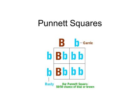 Punnett Squares. Traits P - Parental Generation Genotype: TT or tt Gametes: T or t F1 – First Filial Generation Genotype: Tt Gametes: T or t F2 – Second.