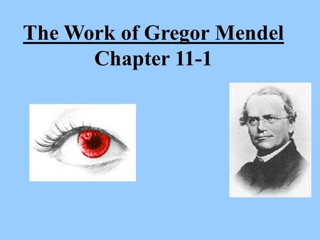 The Work of Gregor Mendel Chapter 11-1. Transmission of characteristics from _______________________is called ___________________. The _________ that.