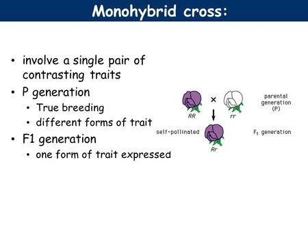 Monohybrid cross: involve a single pair of contrasting traits P generation True breeding different forms of trait F1 generation one form of trait expressed.