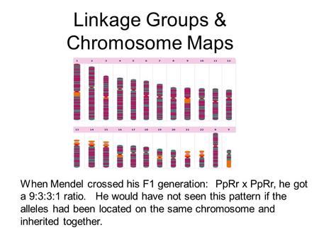 Linkage Groups & Chromosome Maps