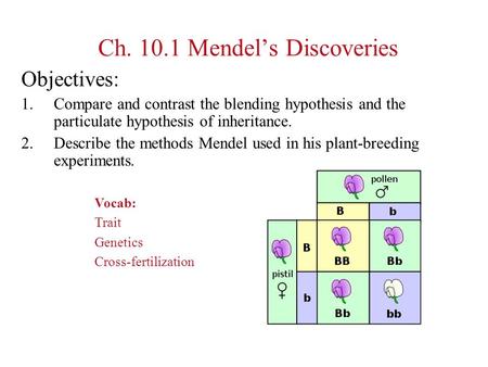 Ch. 10.1 Mendel’s Discoveries Objectives: 1.Compare and contrast the blending hypothesis and the particulate hypothesis of inheritance. 2.Describe the.