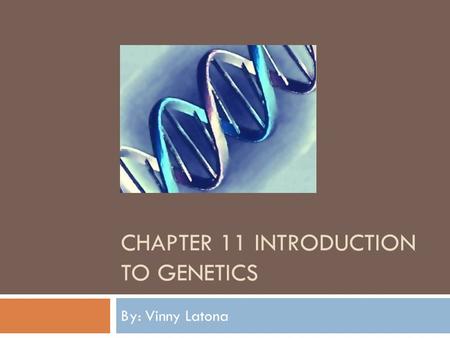 CHAPTER 11 INTRODUCTION TO GENETICS By: Vinny Latona.