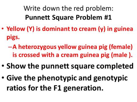 Write down the red problem: Punnett Square Problem #1 Yellow (Y) is dominant to cream (y) in guinea pigs. – A heterozygous yellow guinea pig (female) is.