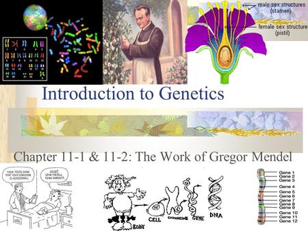 Introduction to Genetics Chapter 11-1 & 11-2: The Work of Gregor Mendel 