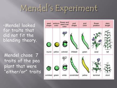 Mendel chose 7 traits of the pea plant that were “either/or” traits Mendel looked for traits that did not fit the blending theory.