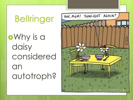 Bellringer Why is a daisy considered an autotroph?